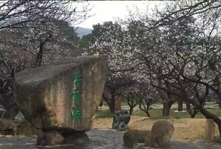 香雪海赏梅